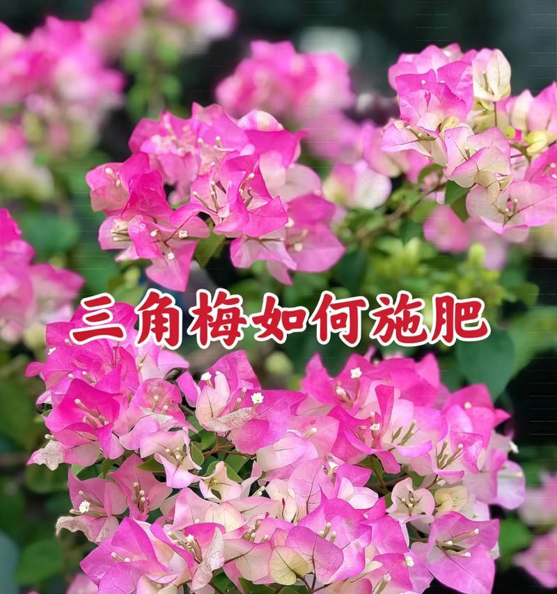 三角梅快速生长的秘诀是什么？