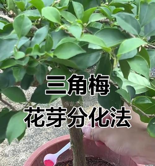 三角梅快速生长的秘诀是什么？