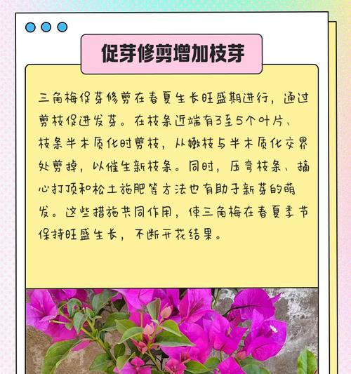 三角梅快速生长的秘诀是什么？