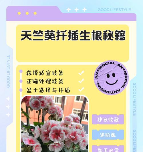 新型天竺葵种子种植方法？如何正确播种？