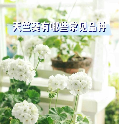 新型天竺葵种子种植方法？如何正确播种？
