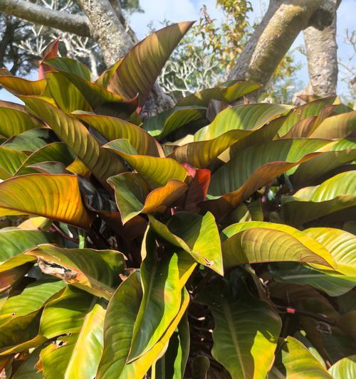 木本植物叶片变红的原因及处理方法？