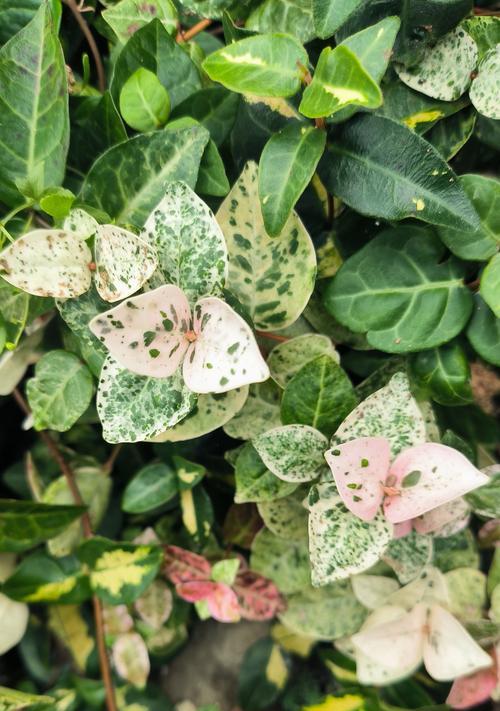 木本植物叶片变红的原因及处理方法？