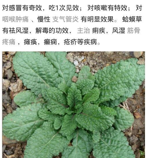 冠草叶子发黄是什么原因？如何有效解决？