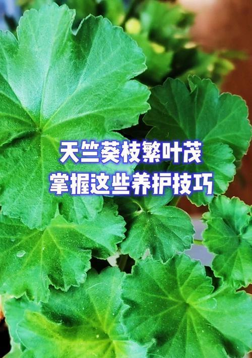 农家环境下天竺葵的养护技巧有哪些？