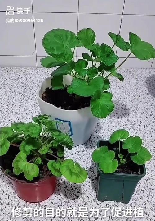 农家环境下天竺葵的养护技巧有哪些？