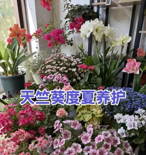 农家环境下天竺葵的养护技巧有哪些？