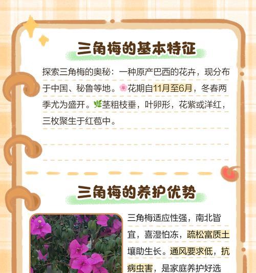 三角梅下垂后如何继续开花？