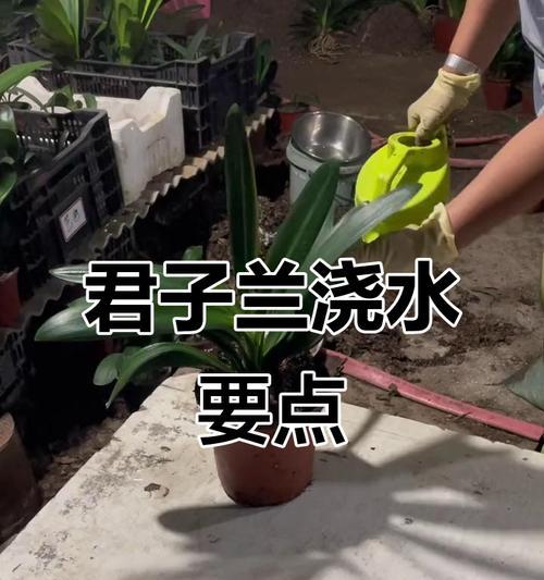 君子兰冬季浇水的正确方法是什么？