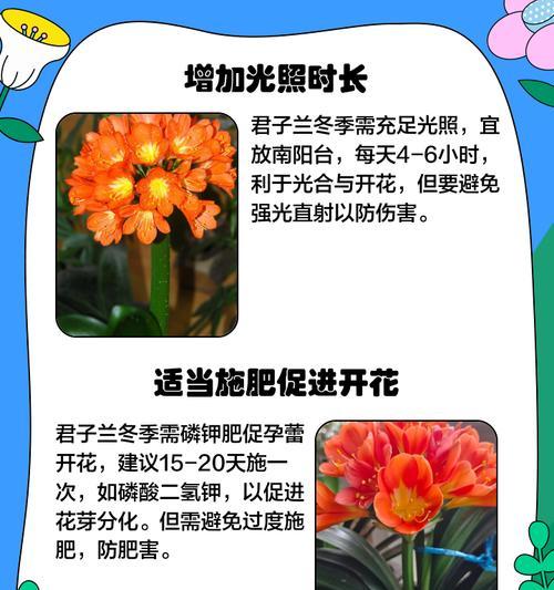 君子兰冬季浇水的正确方法是什么？
