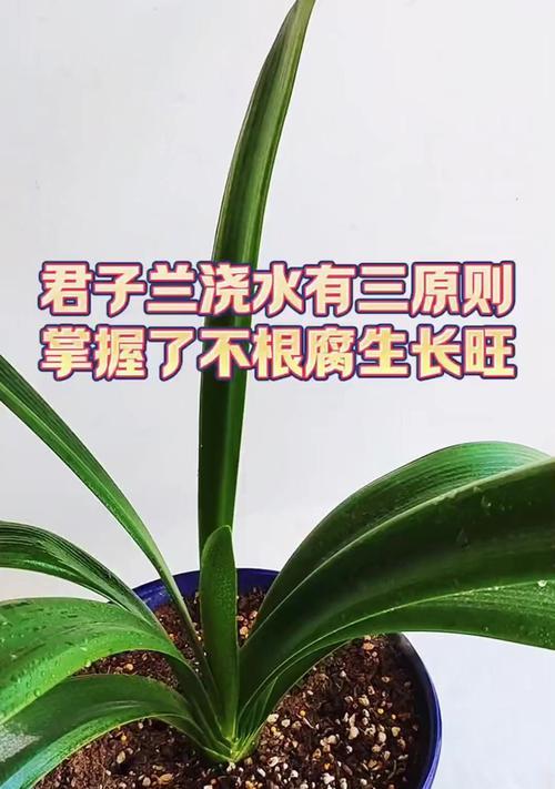君子兰冬季浇水的正确方法是什么？
