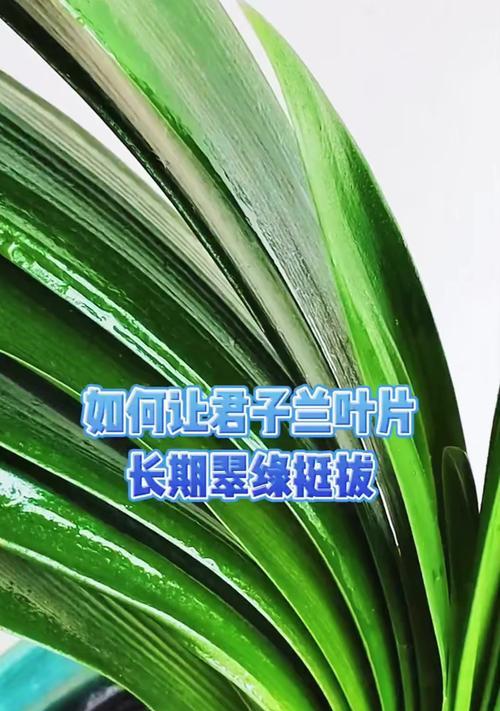 君子兰修剪叶子和根部的正确方法是什么？