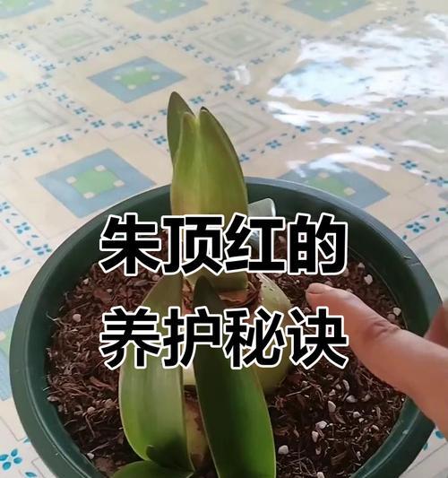 朱顶红施肥的最佳肥料是什么？如何正确施肥促进球茎生长？