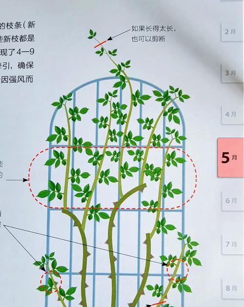 老桩爬藤月季栽种技巧？如何正确种植？
