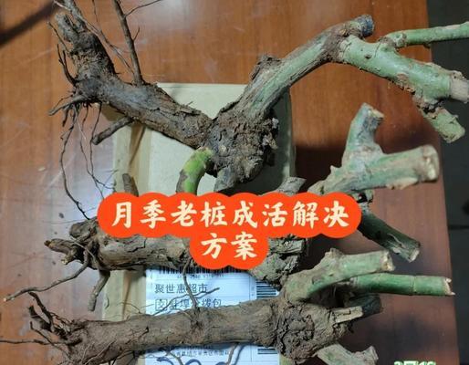 老桩爬藤月季栽种技巧？如何正确种植？