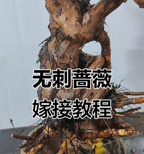 老桩爬藤月季栽种技巧？如何正确种植？