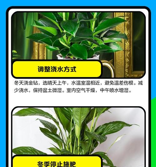 白钻植物叶子边缘发黄的解决方法是什么？