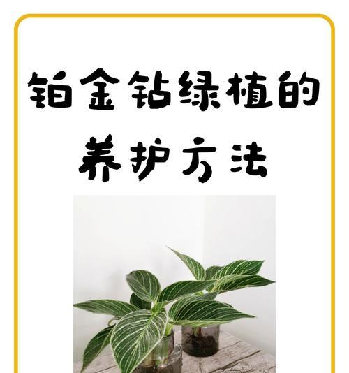 白钻植物叶子边缘发黄的解决方法是什么？