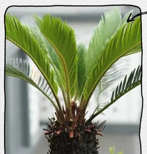 白钻植物叶子边缘发黄的解决方法是什么？
