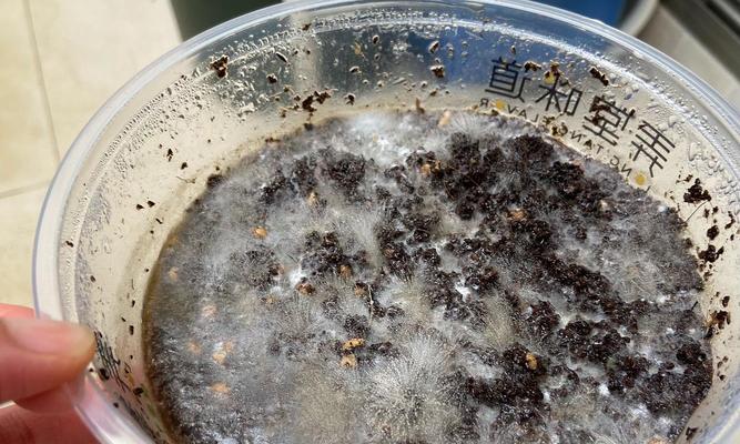 自制浮萍肥料配方表怎么做？