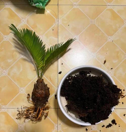 铁树个别叶子发黄干枯怎么回事？如何处理？