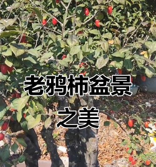 老鸦盆景造型的正确方法是什么？如何打造自然风格的盆景？