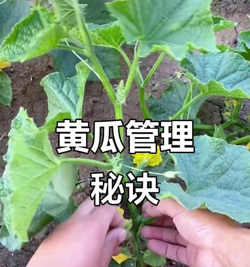 黄瓜侧枝栽培的关键技术要点是什么？