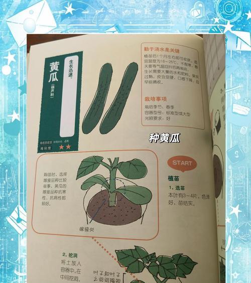 黄瓜侧枝栽培的关键技术要点是什么？