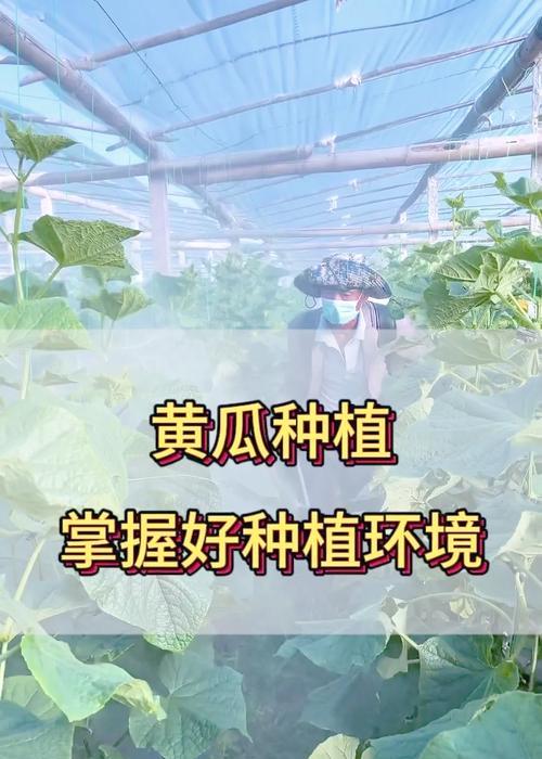 黄瓜侧枝栽培的关键技术要点是什么？