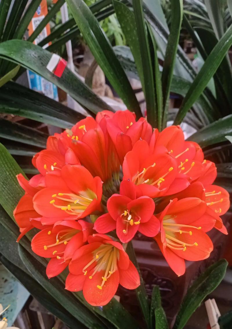 宽短君子兰的花朵颜色有哪些？