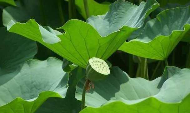 荷花香叶子发黄的解决方法是什么？