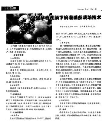 单沟番茄栽培技术要点有哪些？如何提高产量？
