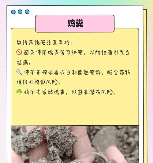 铁线莲长虫了怎么办？有效处理方法有哪些？
