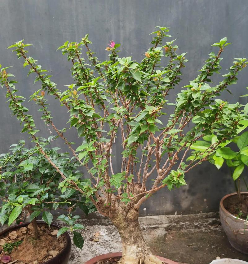 小桃红三角梅怎么剪枝？最佳时机和方法是什么？