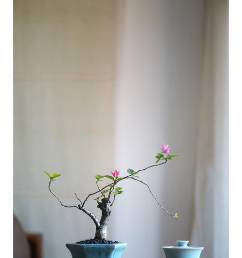 小桃红三角梅怎么剪枝？最佳时机和方法是什么？