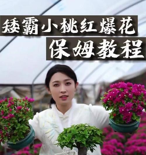 小桃红三角梅怎么剪枝？最佳时机和方法是什么？