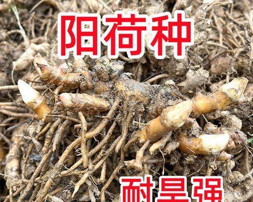 洋荷的种植栽培技术是什么？有哪些洋荷的栽培要点？
