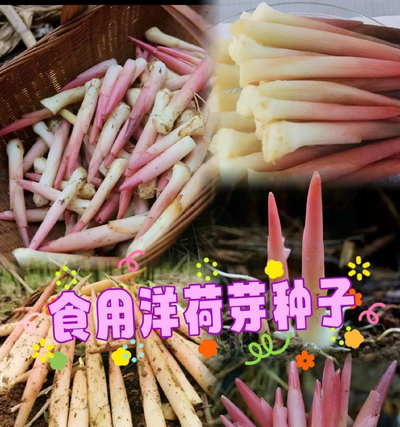 洋荷的种植栽培技术是什么？有哪些洋荷的栽培要点？
