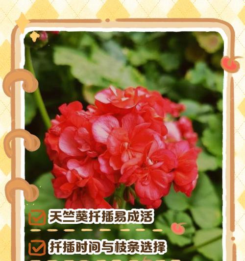 天竺葵叶子边缘发黄是什么原因？如何解决天竺葵黄边问题？