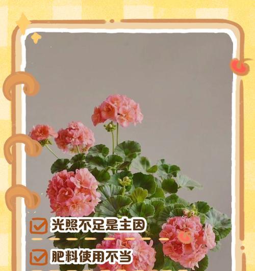 天竺葵叶子边缘发黄是什么原因？如何解决天竺葵黄边问题？