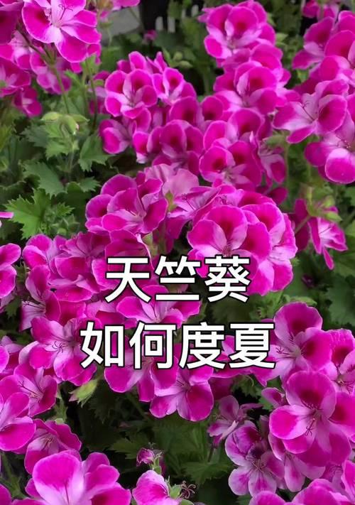 夏天高温下天竺葵如何养护？