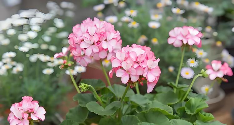 夏天高温下天竺葵如何养护？