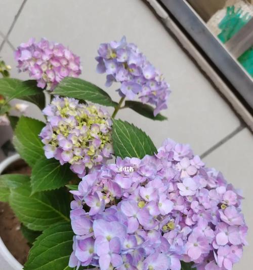 紫色天竺葵重瓣如何养护？有哪些注意事项？