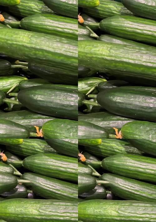 青瓜是否为原生植物及其原因是什么？