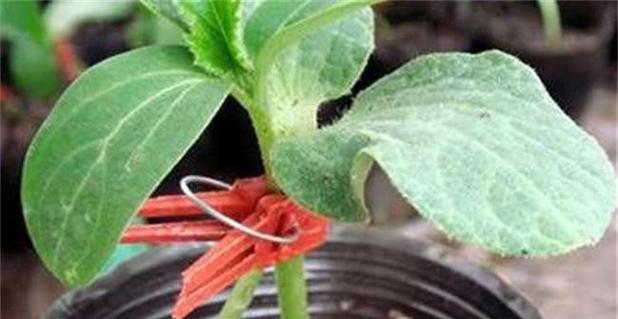 青瓜是否为原生植物及其原因是什么？