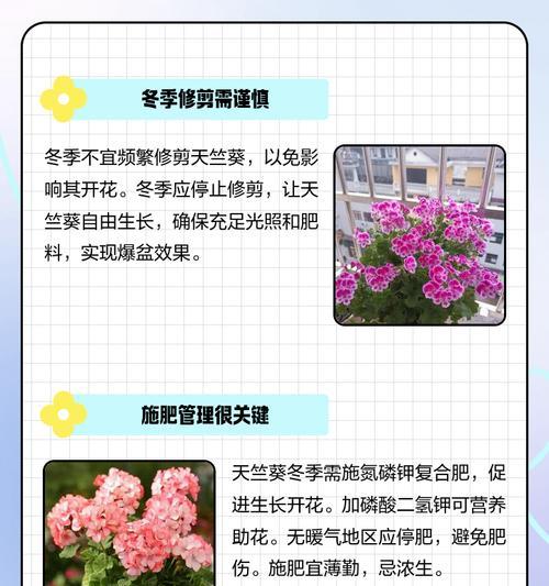 天竺葵过冬修剪的正确方法是什么？