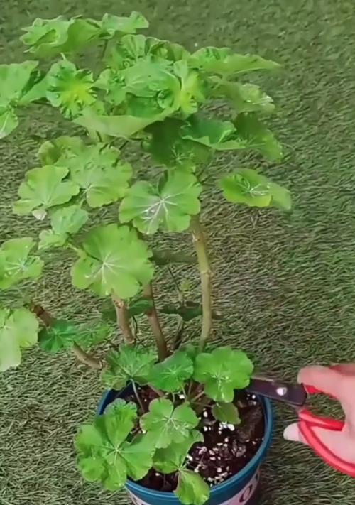 天竺葵过冬修剪的正确方法是什么？