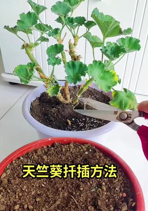 天竺葵过冬修剪的正确方法是什么？