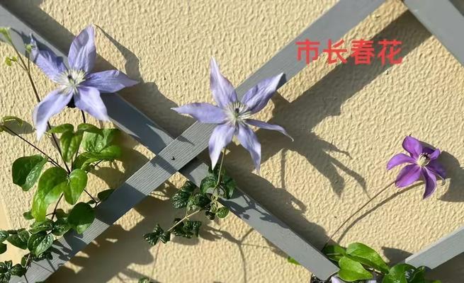 国产铁线莲养护方法是什么？常见问题有哪些？