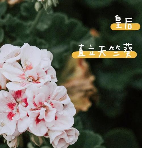 大花天竺葵变色龙怎么养？养护过程中需要注意什么？